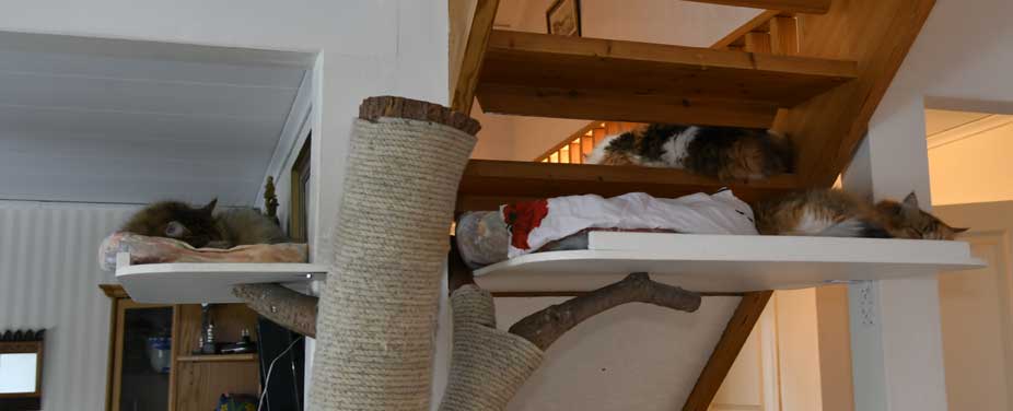 sibirisk katt Gabbie, Colbie o Dani