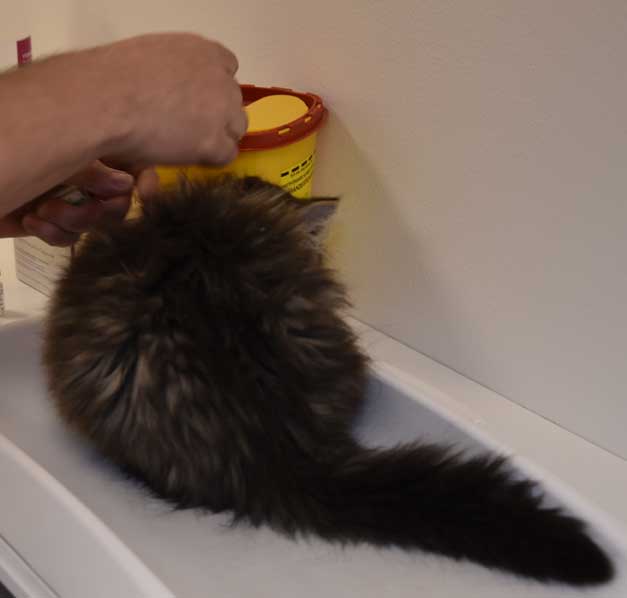 sibirisk kattunge Zeeman