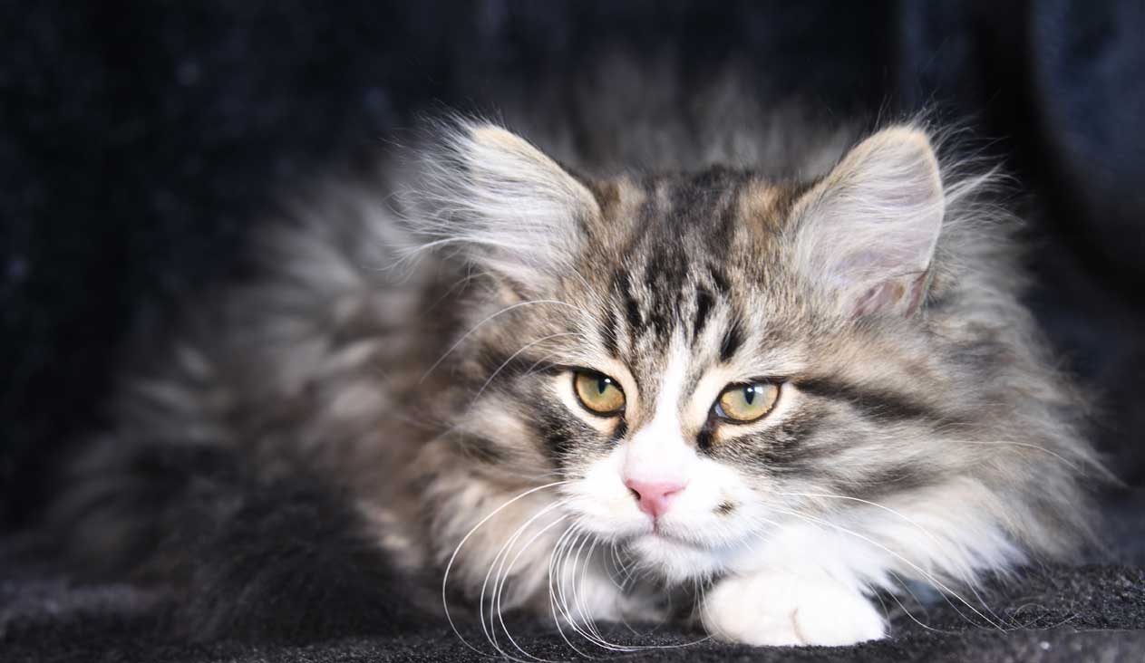 sibirisk kattunge Zeeman