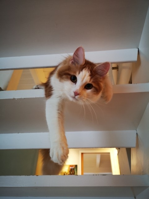 sibirisk katt X