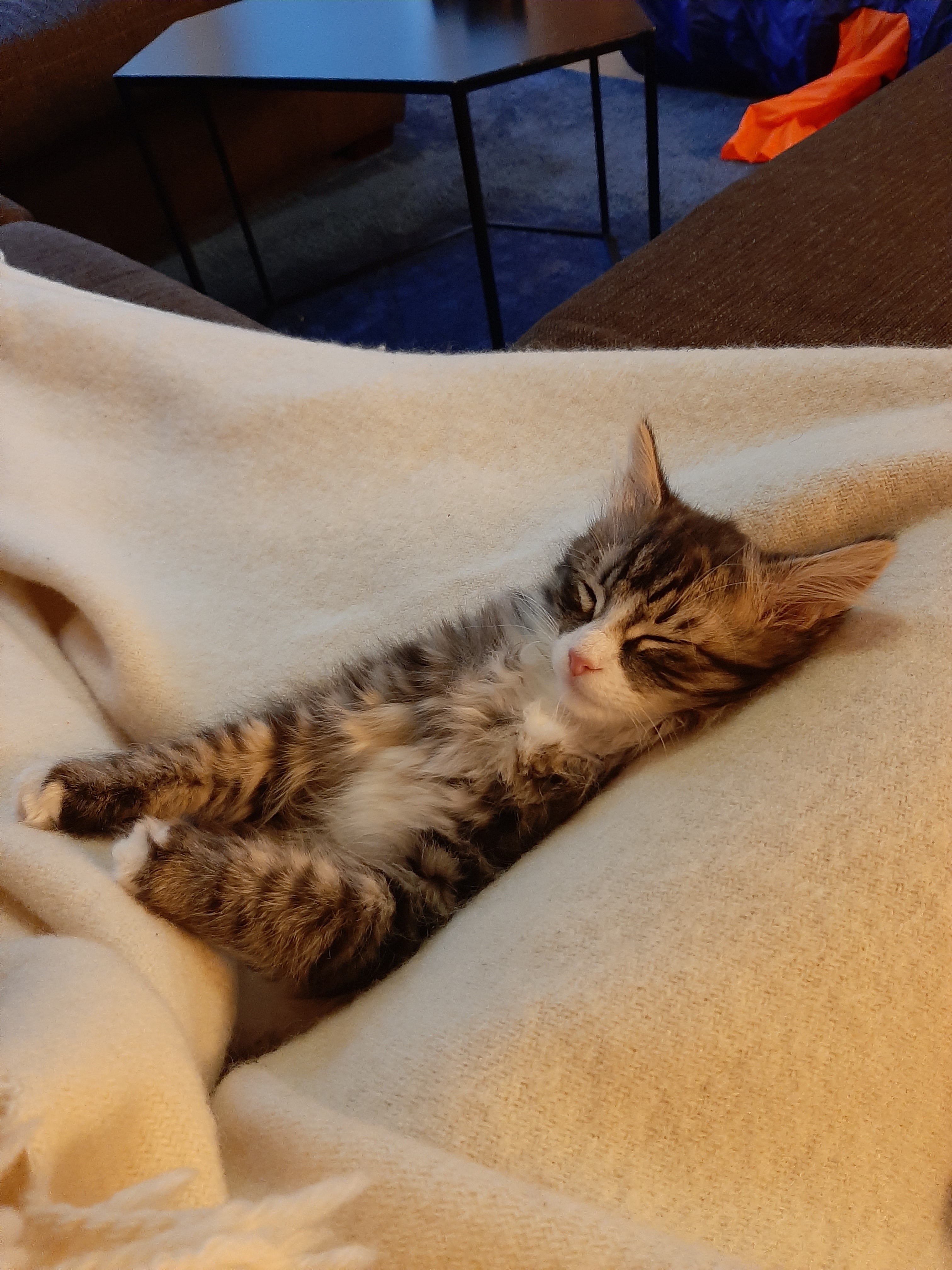 sibirisk katt Zeno