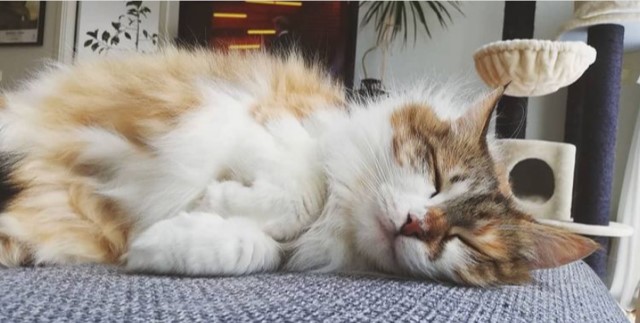 sibirisk katt Himalia