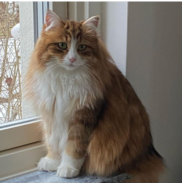 sibirisk katt Ueta