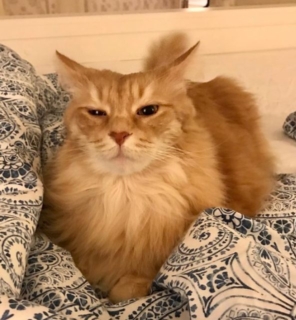 sibirisk katt Remus