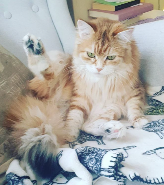 Sibirisk katt Marilyn