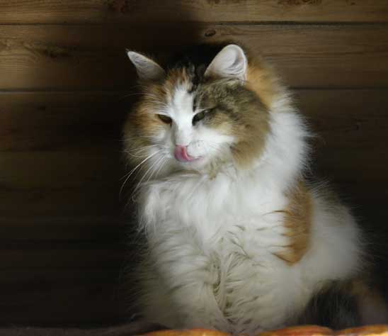 sibirisk katt Colbie