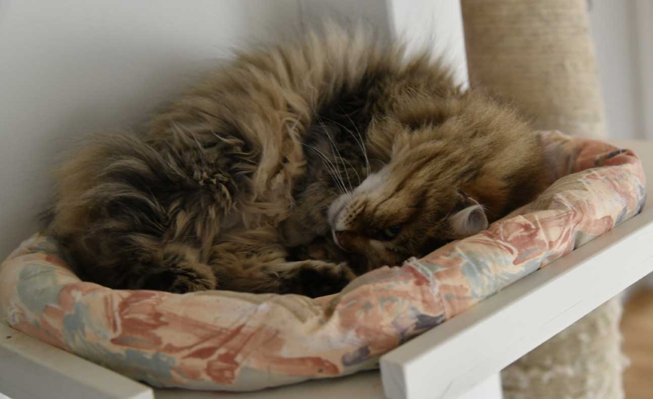 sibirisk katt Gabbie