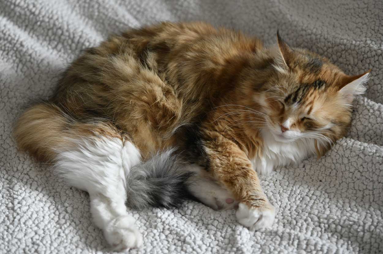 sibirisk katt Dani