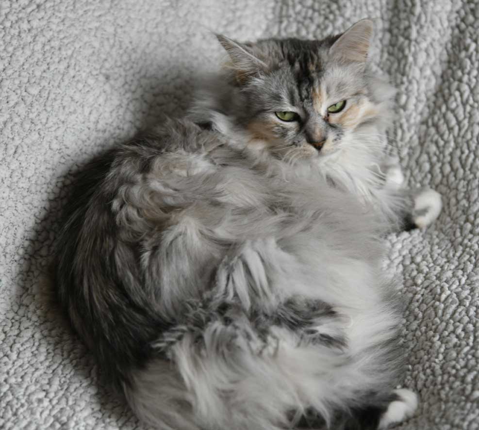 sibiriskkatt Zinnie