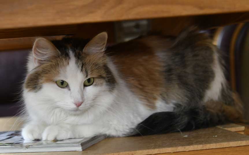 sibirisk katt Tracie