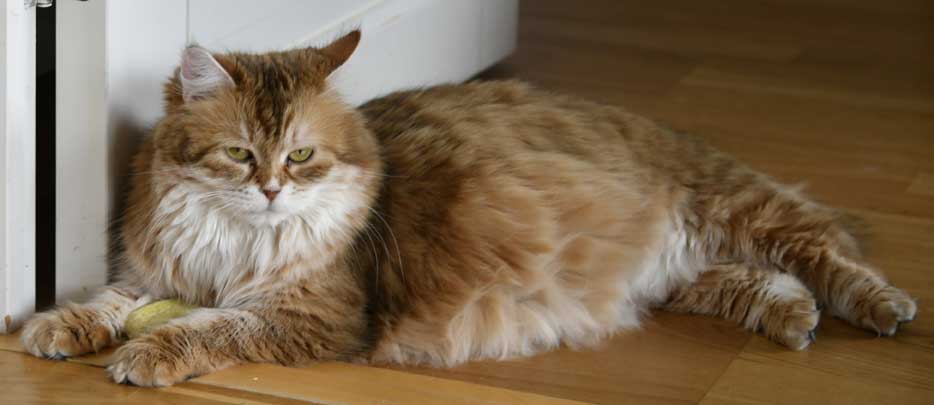 sibirisk katt Uni