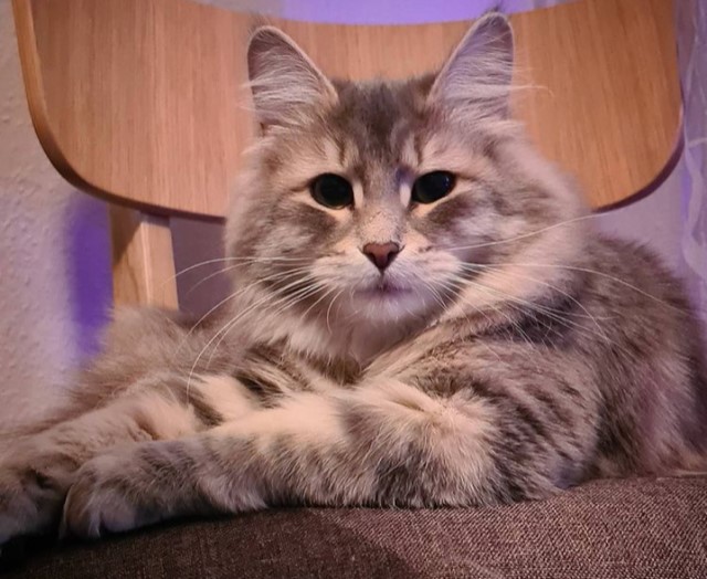 sibirisk katt Yambika