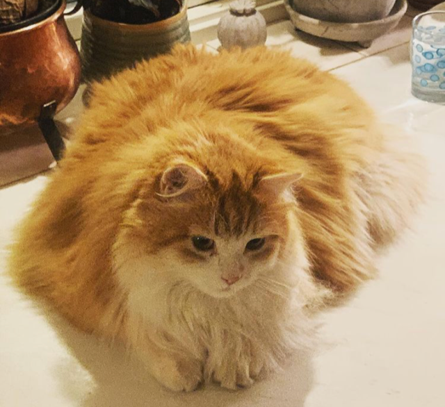 sibirisk katt Ivan