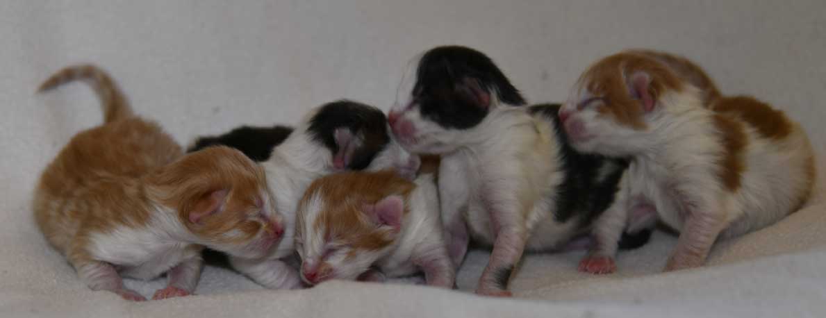 Siberiska kattungar A3-kull