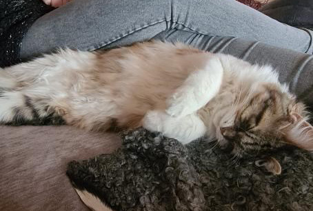 Sibirisk katt Xainza