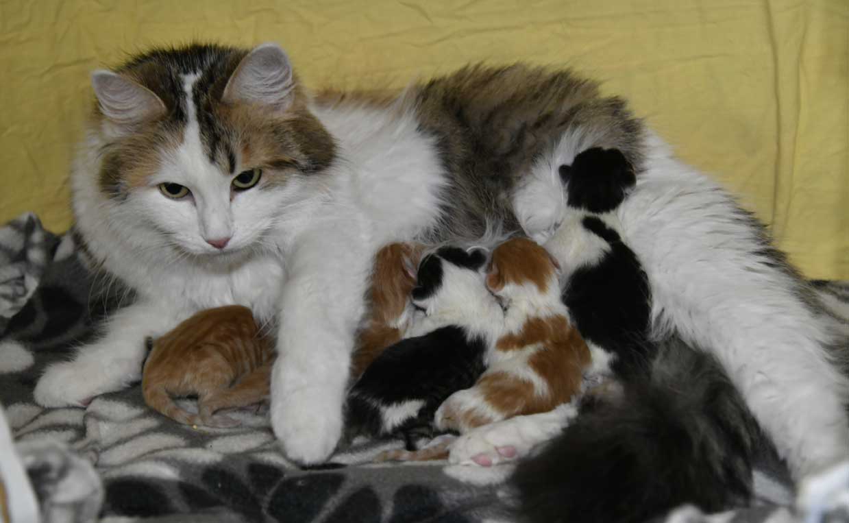 sibiriska kattungar A3-kull