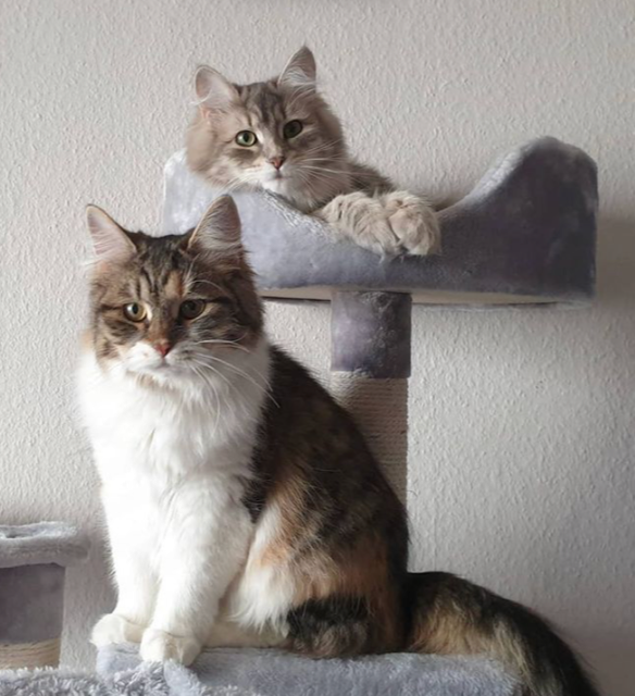 Sibiriska katter Xainza Yambika
