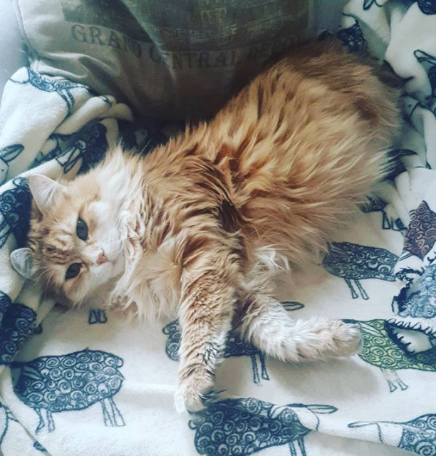 sibirisk katt Marilyn