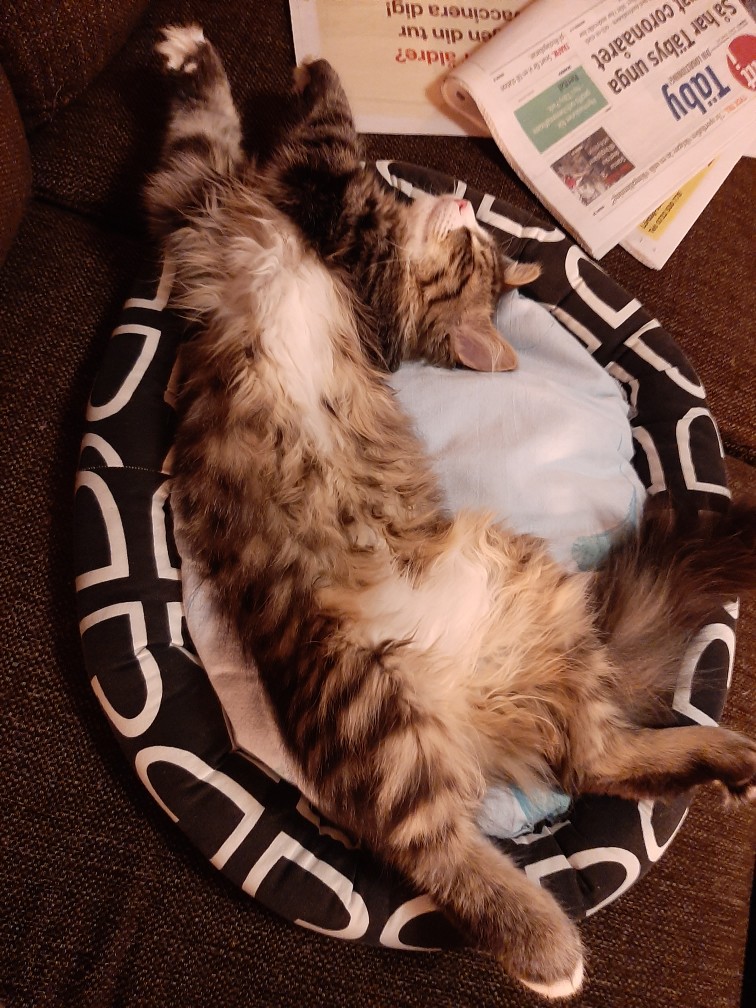 sibirisk kattunge Zeno