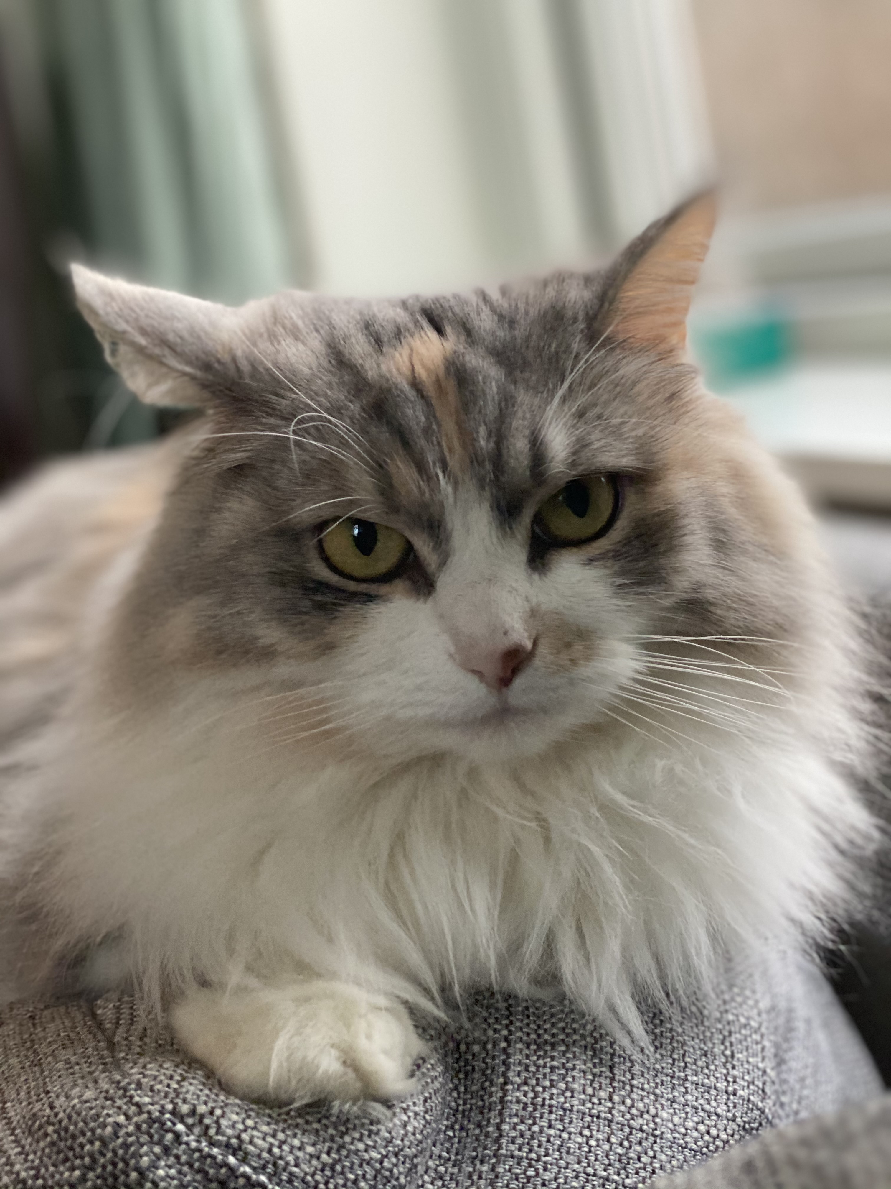Sibirisk katt Xenia