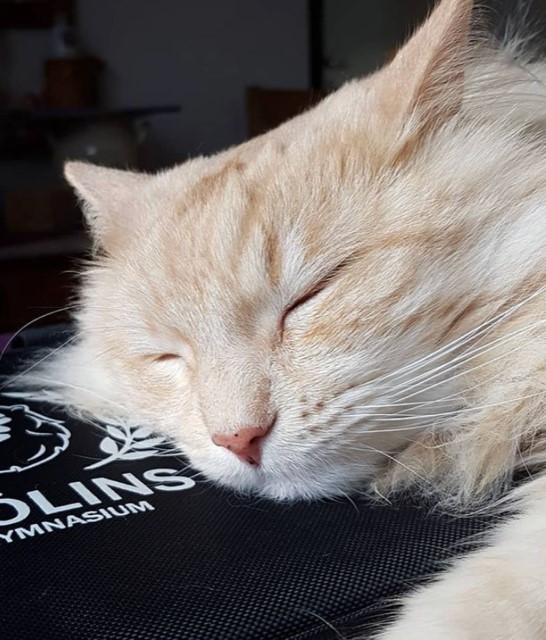 Sibirisk katt Diablo