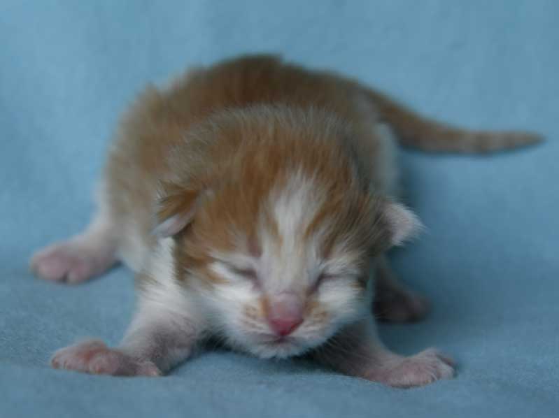 sibirisk kattunge Aldermin