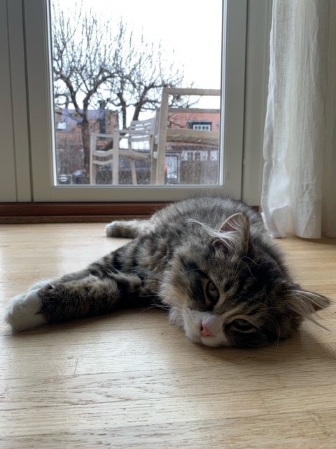 sibirisk kattunge Zeeman