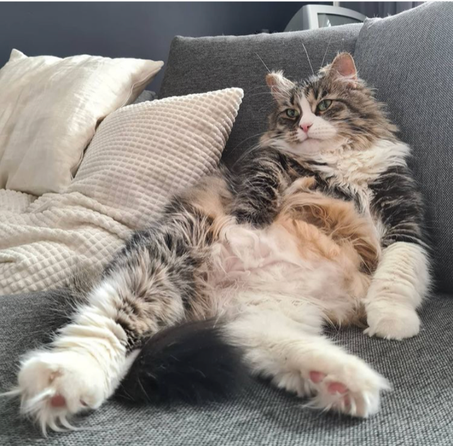 sibirisk katt Tellus