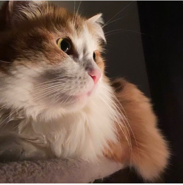sibirisk katt Pollux