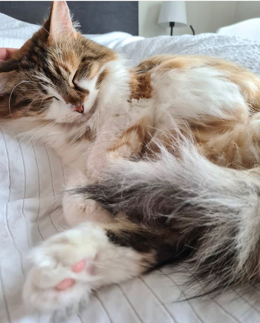 sibirisk katt Himalia