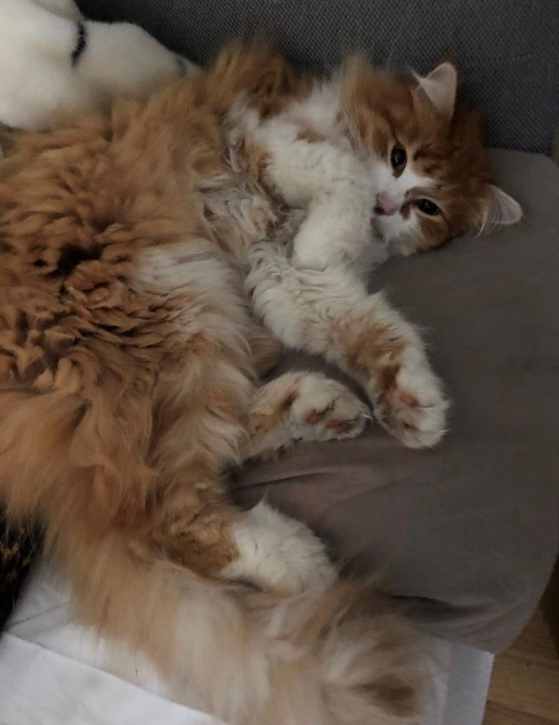 Sibirisk katt Jess