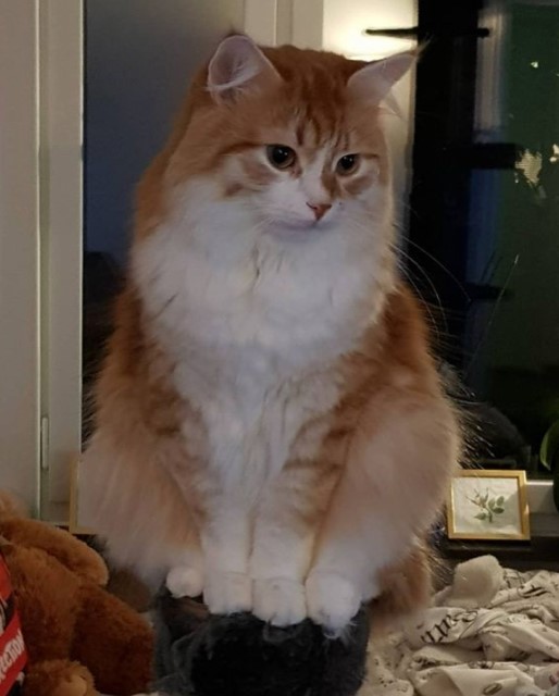 Sibirisk katt Nimoy