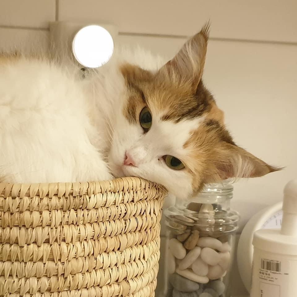sibirisk katt Nymphe