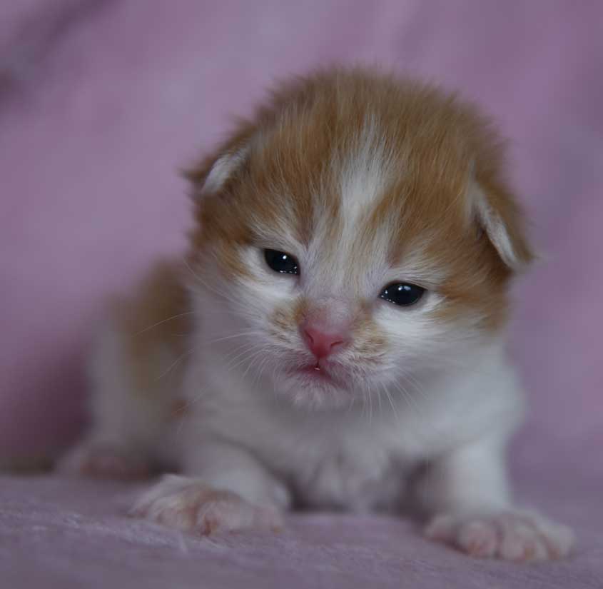 sibirisk kattunge Aldermin