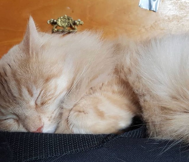 Sibirisk katt Diablo