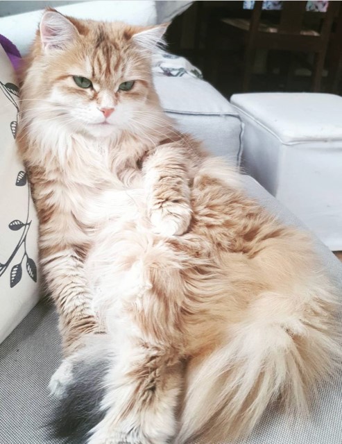 Sibirisk katt Marilyn