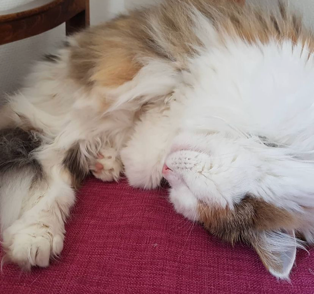 sibirisk katt Pandora