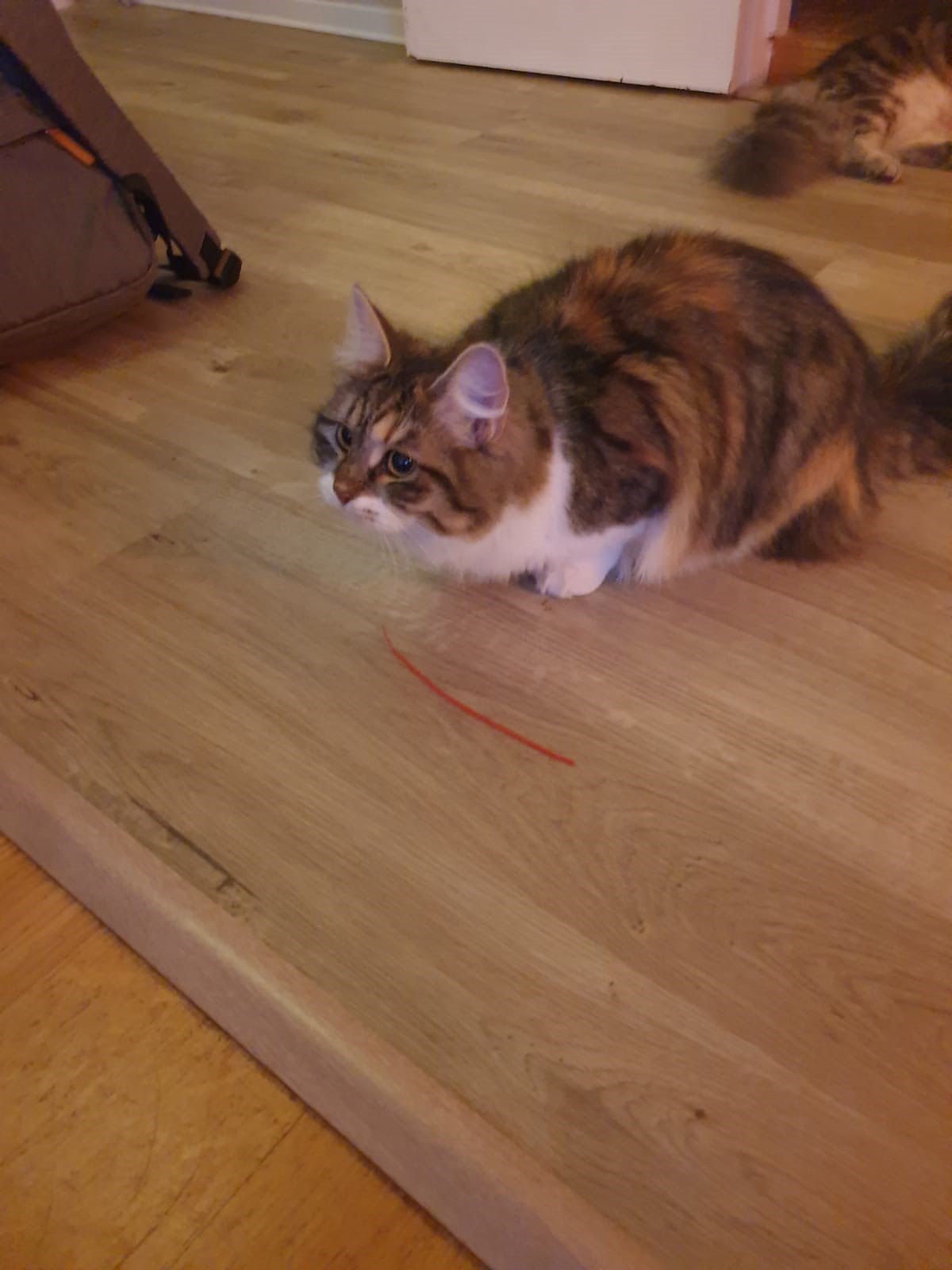 Sibirisk katt Xainza