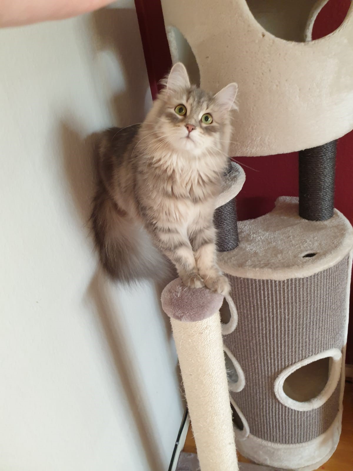 sibirisk katt Yambika