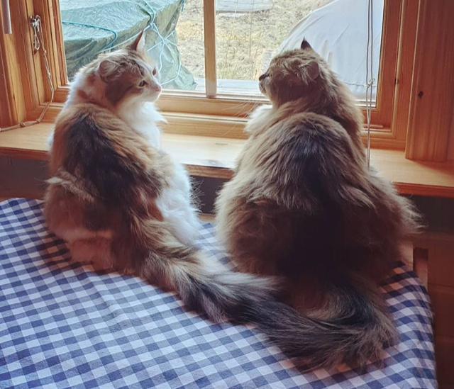 Sibirisk katt Nymphe o orinda