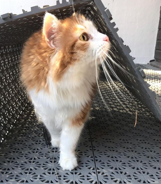 Sibirisk katt Pollux