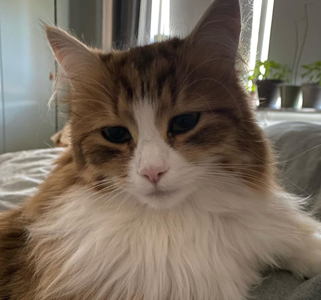 sibirisk katt Ueta