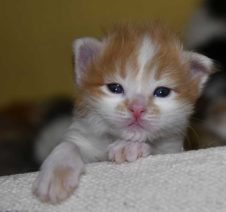 sibirisk kattunge Aldermin