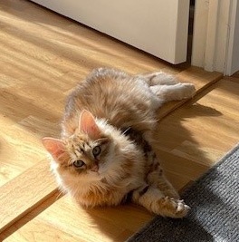 sibirisk katt Yoko