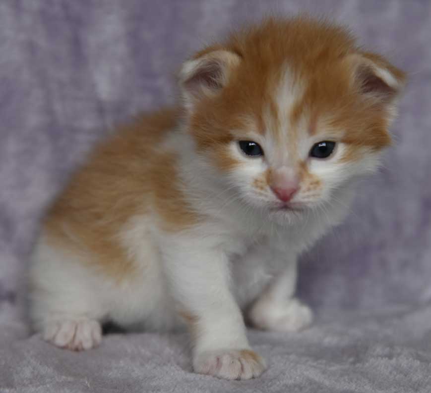 sibirisk kattunge Aldermin