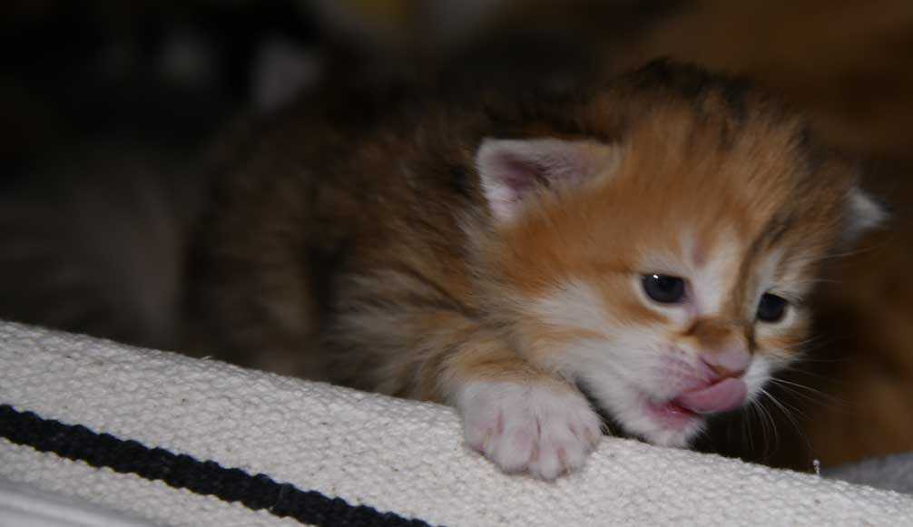 sibirisk katt Bella