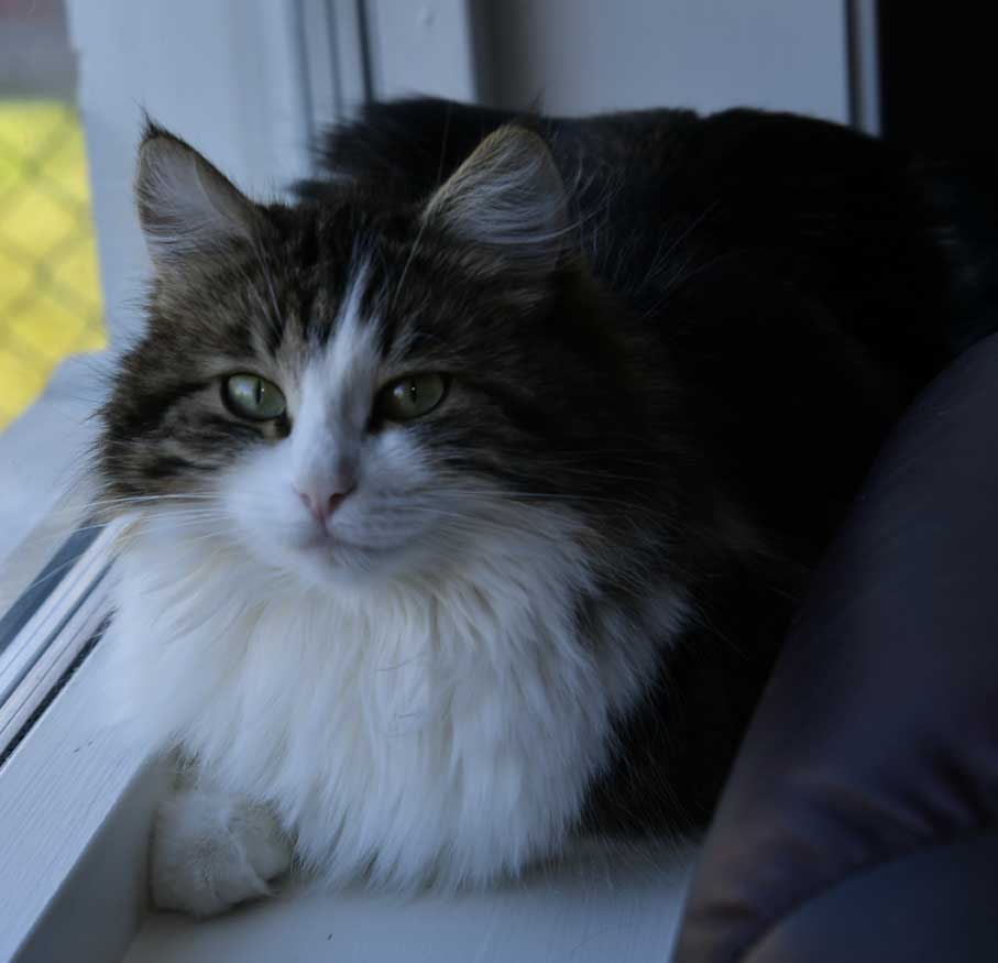 sibirisk katt Vickie