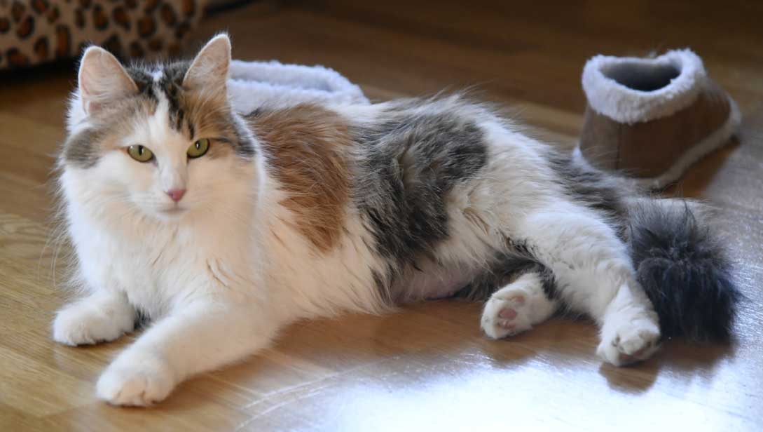 sibirisk katt Tracie