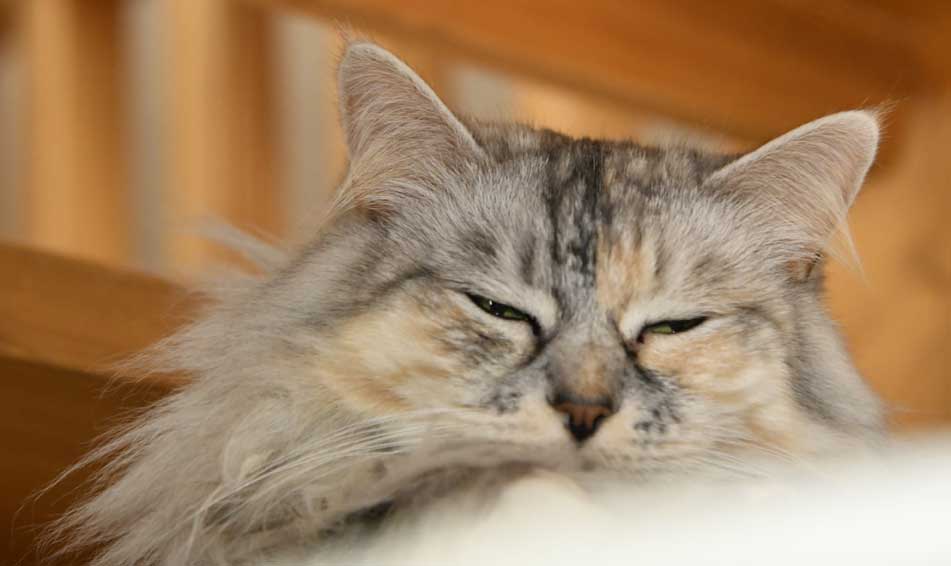 sibirisk katt Zinnie