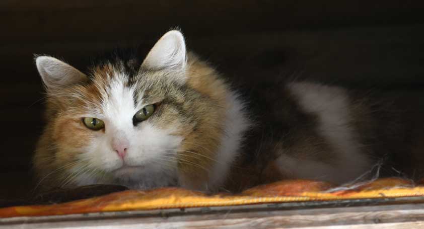 sibirisk katt Colbie